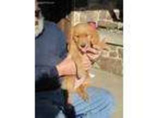 Golden Retriever Puppy for sale in Newville, PA, USA