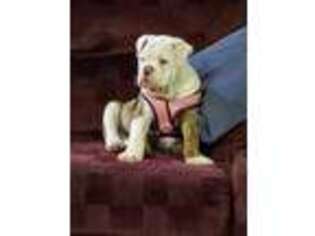Olde English Bulldogge Puppy for sale in Farmington, MO, USA