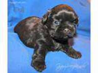Mutt Puppy for sale in Harlan, KY, USA