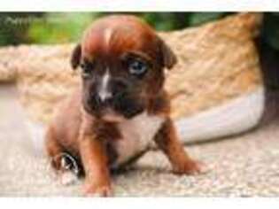 Boxer Puppy for sale in Howe, IN, USA