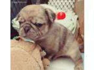 Pug Puppy for sale in Swansea, MA, USA