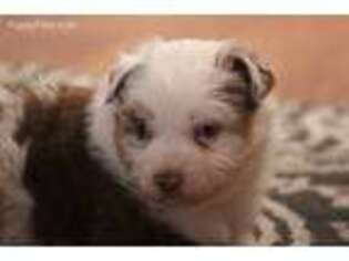 Miniature Australian Shepherd Puppy for sale in Tooele, UT, USA