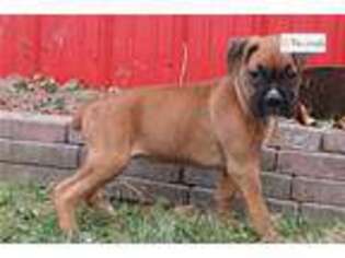 Boxer Puppy for sale in Indianapolis, IN, USA