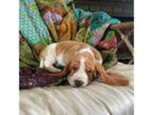 Basset Hound Puppy for sale in El Sobrante, CA, USA