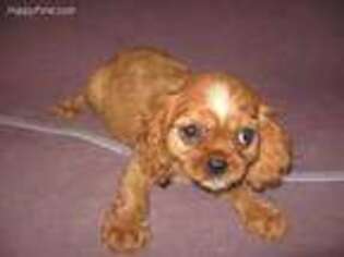 Cavalier King Charles Spaniel Puppy for sale in Harrison, SD, USA