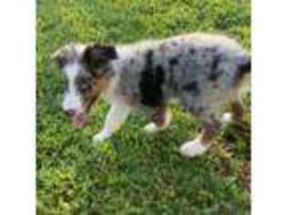 Australian Shepherd Puppy for sale in Greenville, SC, USA