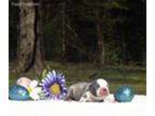 Boston Terrier Puppy for sale in Roanoke, AL, USA