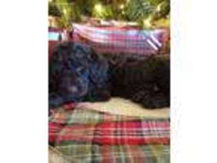 Labradoodle Puppy for sale in Red Bluff, CA, USA