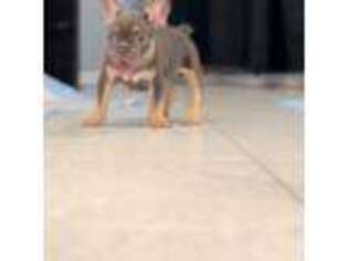 French Bulldog Puppy for sale in Long Beach, NY, USA