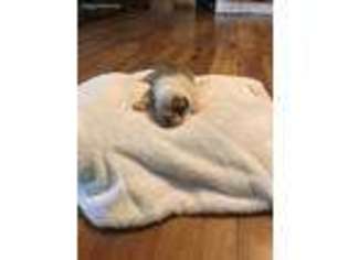 American Bulldog Puppy for sale in Hillsdale, MI, USA