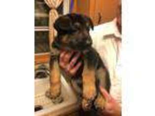 German Shepherd Dog Puppy for sale in Spring Valley, NY, USA