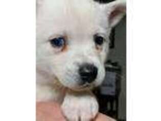 Alaskan Klee Kai Puppy for sale in Jonesborough, TN, USA