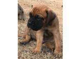 Bullmastiff Puppy for sale in Andalusia, AL, USA