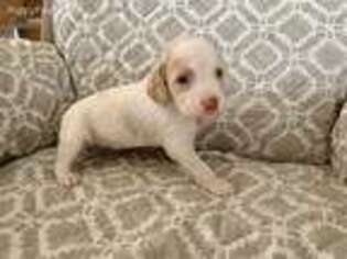 Brittany Puppy for sale in Russell, KS, USA