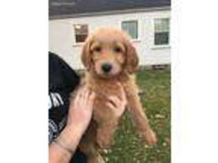 Labradoodle Puppy for sale in Sandusky, OH, USA