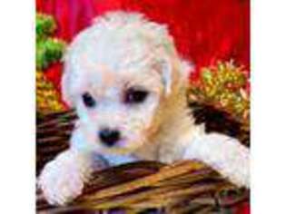 Bichon Frise Puppy for sale in Pearl River, LA, USA