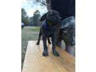 Cane Corso Puppy for sale in Gilmer, TX, USA