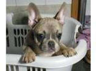 French Bulldog Puppy for sale in Humboldt, IL, USA