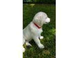 Mutt Puppy for sale in Varysburg, NY, USA