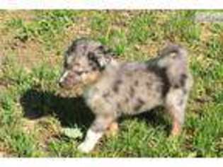 Miniature Australian Shepherd Puppy for sale in Decatur, AL, USA