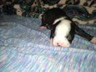 Boston Terrier Puppy for sale in Yucca Valley, CA, USA