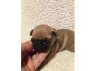 Pug Puppy for sale in Vinton, OH, USA