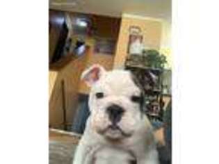 Bulldog Puppy for sale in Palatine, IL, USA