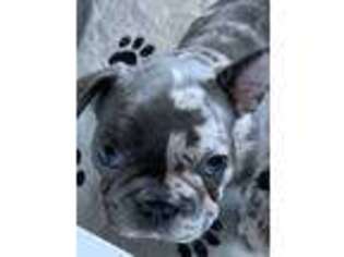 French Bulldog Puppy for sale in Cumberland, RI, USA