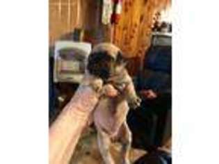 Pug Puppy for sale in Columbia, TN, USA
