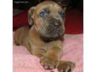 Cane Corso Puppy for sale in Cleveland, NC, USA