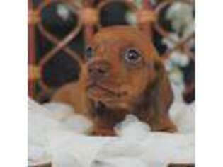 Dachshund Puppy for sale in Graceville, FL, USA