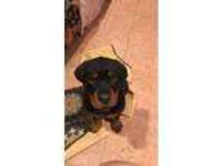 Rottweiler Puppy for sale in Perry, MO, USA