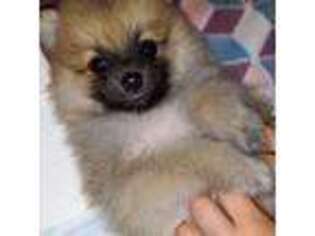 Pomeranian Puppy for sale in Corvallis, MT, USA