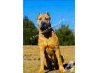 Cane Corso Puppy for sale in MORGANTOWN, WV, USA