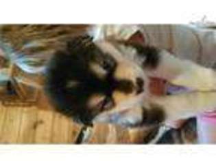 Alaskan Malamute Puppy for sale in Cedar Rapids, IA, USA