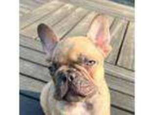 French Bulldog Puppy for sale in Creedmoor, NC, USA