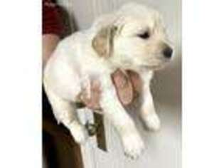 Golden Retriever Puppy for sale in Gibsonia, PA, USA