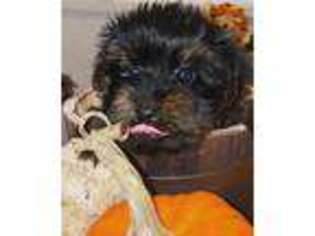 Yorkshire Terrier Puppy for sale in Pelzer, SC, USA