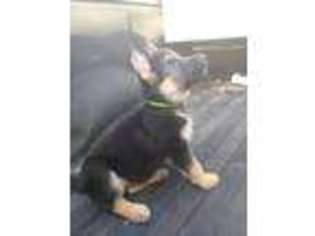 German Shepherd Dog Puppy for sale in East Palatka, FL, USA