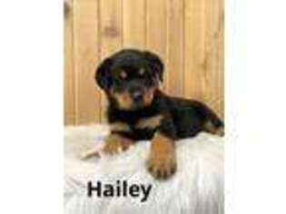 Rottweiler Puppy for sale in Shreve, OH, USA