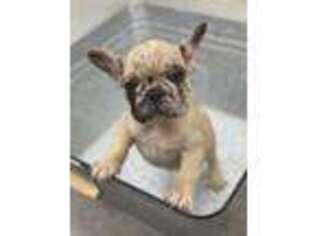 French Bulldog Puppy for sale in Webb City, MO, USA