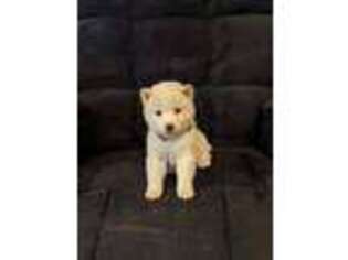 Shiba Inu Puppy for sale in Beaver, UT, USA