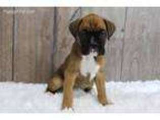 Boxer Puppy for sale in Middlebury, IN, USA