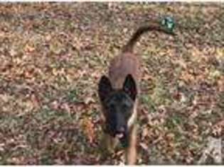 Belgian Malinois Puppy for sale in BRENTWOOD, NY, USA