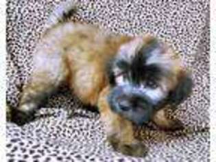 Soft Coated Wheaten Terrier Puppy for sale in Ulman, MO, USA