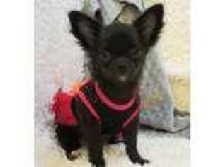 Chihuahua Puppy for sale in Elkhart Lake, WI, USA