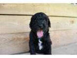 Labradoodle Puppy for sale in Fredericktown, MO, USA