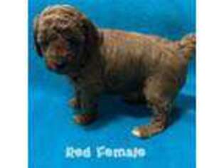 Mutt Puppy for sale in Muscle Shoals, AL, USA