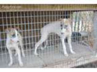 Whippet Puppy for sale in Redding, CA, USA