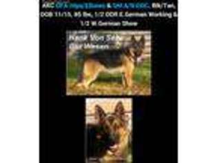 German Shepherd Dog Puppy for sale in Mc Cook, NE, USA